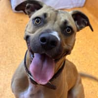 Photo of Bailina Pawsley (Bailey)