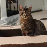 Photo of Star