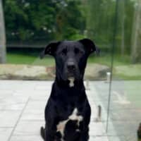 Photo of Tasha *$350 Adoption Fee*