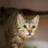 Photo of Musket