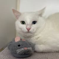 Photo of Coconut