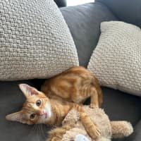 Photo of Jacuzzi   Available At Petstock Milperra