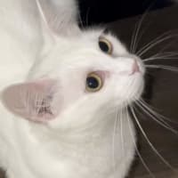 Photo of Snowflake