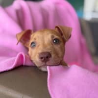 Photo of Cleo