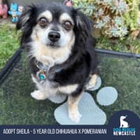 Photo of Sheila   5 Year Old Chihuahua X Pomeranian
