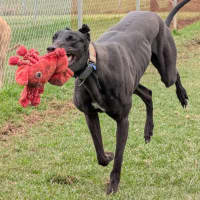 Photo of Shiloh The Greyhound