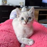 Photo of Ash ** 2nd Chance Cat Rescue **