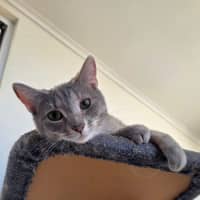Photo of Boo 