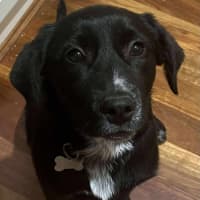 Photo of Roxie
