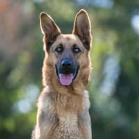 Photo of Sasha