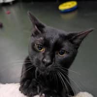 Photo of Ichabod