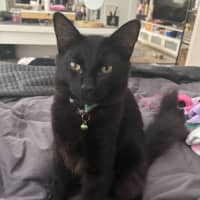 Photo of Watson
