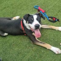Photo of Pongo