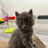 Photo of Steel