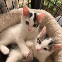 Photo of 🐘 Mastodon 🐘