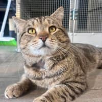Photo of Loki