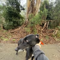Photo of Lily