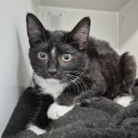 Photo of Cheddar