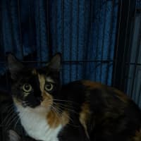 Photo of Periwinkle