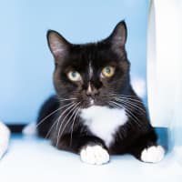 Photo of Beans Aka Sir Kittington