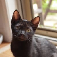 Photo of Sumi (Previously Chompa)