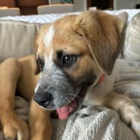 Photo of Oakley   12 Week Old Cattle Dog X Mastiff (Trial)