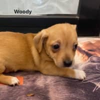 Photo of Jack Russell X Puppies!