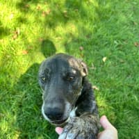 Photo of Coco & Rome 