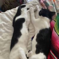 Photo of Berry & Cream