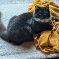 Photo of Opal *9 Lives Project Rescue*