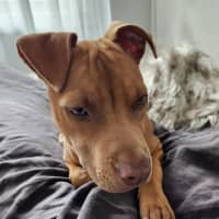 Photo of Rebel   8 Month Old American Staffy X