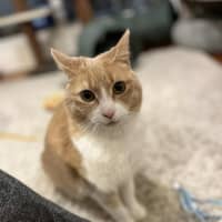 Photo of Mango   Located In Brunswick