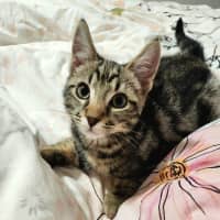 Photo of Mister Mason Munchy 