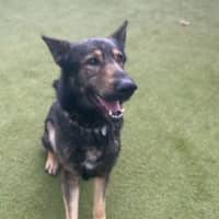 Photo of Dodger