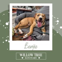 Photo of Benjie