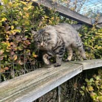 Photo of Aurelian Silvanus