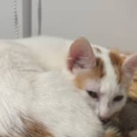 Photo of Poko Meet Me@Petstock Mornington Nepean Hwy