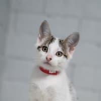 Photo of Daphne