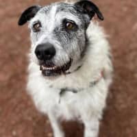 Photo of Ollie