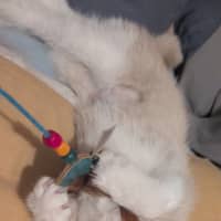 Photo of Mochi & Maple * 9 Lives Project Rescue*