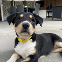 Photo of The Calandras Litter