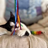 Photo of Cee Cee   Located In Eltham