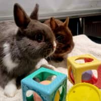 Photo of Thor And Loki The Gods Of Mischief & Thunder