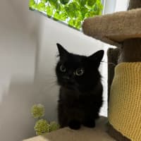 Photo of 🥙 Purrito 5403 🥙