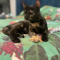 Photo of Shadow