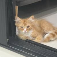 Photo of Dorito
