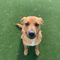 Photo of Peach Imp 1711