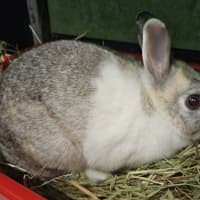 Photo of Penny (Bonded To Tabitha)