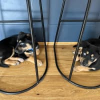 Photo of Frank   3 Month Old Husky X