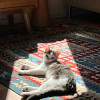Photo of Owen   Located In Northcote